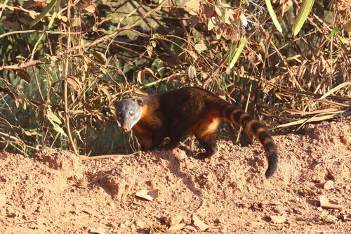 South American Coati