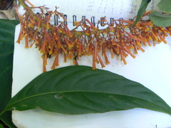 Palicourea sodiroi