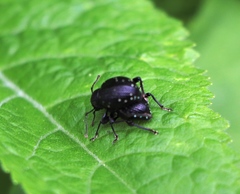 Otiorhynchus gemmatus