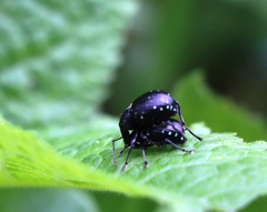 Otiorhynchus gemmatus