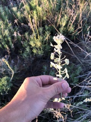 Dimorphocarpa candicans