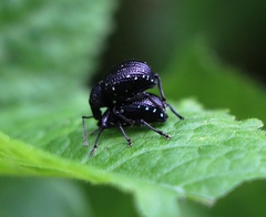 Otiorhynchus gemmatus