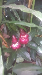 Costus woodsonii