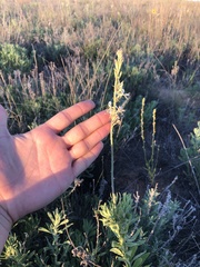 Oenothera cinerea cinerea