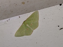 Tanaoctenia haliaria