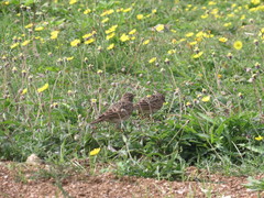 Alauda gulgula coelivox