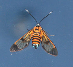 Gymnelia ethodaea
