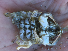 Blepharipoda occidentalis