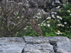 Alauda gulgula coelivox