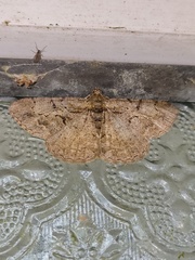 Psilalcis pulveraria