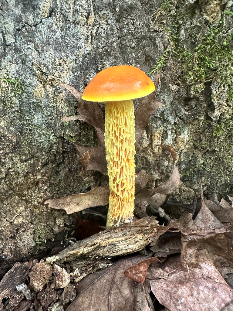 shaggy-stalked bolete · August 2026 · photo: Photo: no rights reserved · iNaturalist