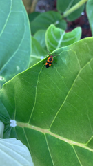 Oncopeltus cingulifer