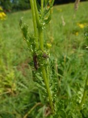 Haematopota pluvialis