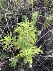Monarda punctata