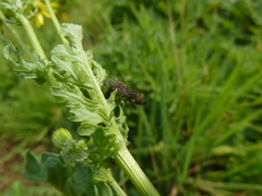 Haematopota pluvialis