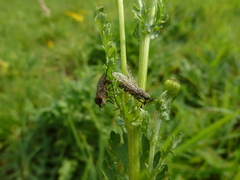 Haematopota pluvialis