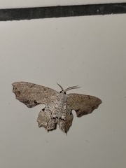 Dysaethria flavistriga