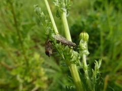 Haematopota pluvialis