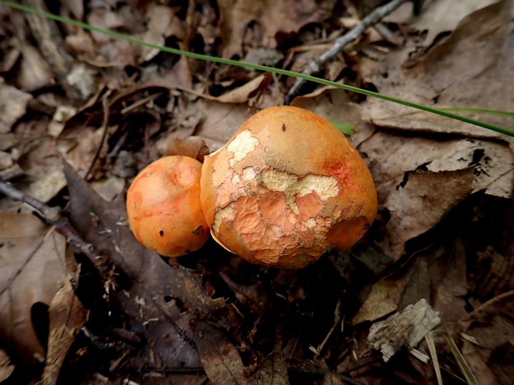 Burnt-orange Bolete · August 2026 · photo: Photo: no rights reserved · iNaturalist