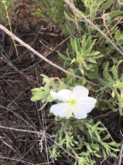 Oenothera engelmannii
