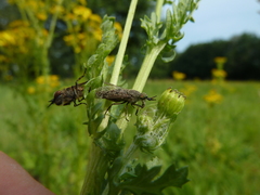 Haematopota pluvialis