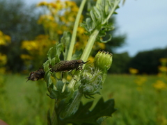 Haematopota pluvialis