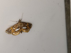 Paracymoriza cataclystalis