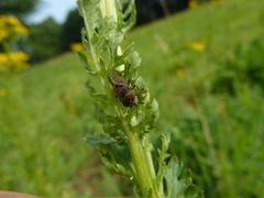 Haematopota pluvialis