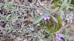 Dyschoriste decumbens