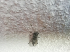 Proctarrelabis capensis