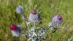 Cirsium occidentale occidentale