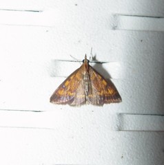 Pyrausta subsequalis