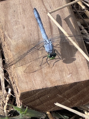Eastern Pondhawk