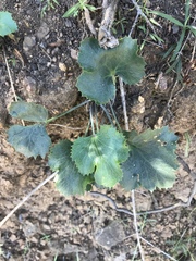 Lomatium lucidum