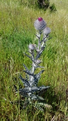Cirsium occidentale occidentale