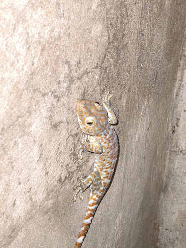 Tokay Gecko
