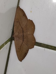 Chorodna ochreimacula