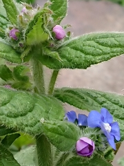 Pentaglottis sempervirens