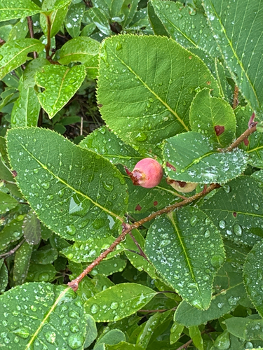 Amelanchier bartramiana, 2026-08-01