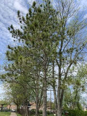 Pinus