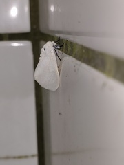 Sphrageidus virguncula