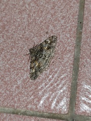 Alcis taiwanovariegata