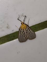 Tyspanodes hypsalis