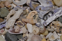 Austrodrillia angasi