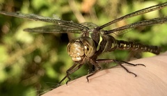 Aeshna umbrosa