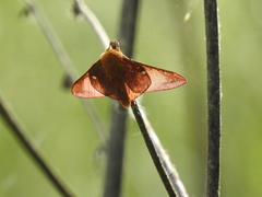 Anisota virginiensis