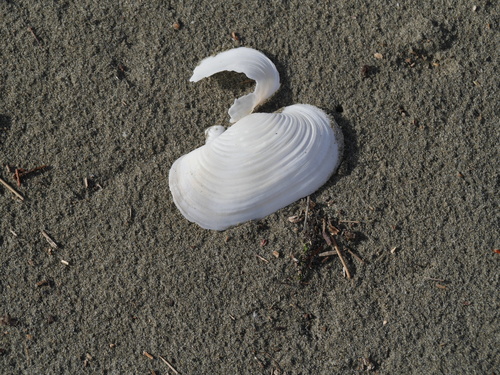 Panopea zelandica observed 2026-08-01