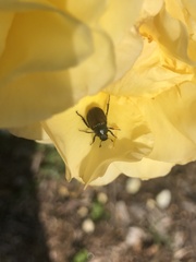 Strigoderma arbicola