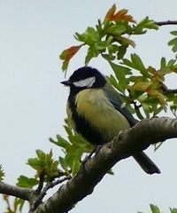 Parus major newtoni