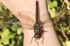 Aeshna umbrosa